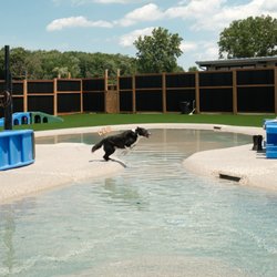 Country Paws Boarding - A dog having fun in our 4000sqft lagoon!