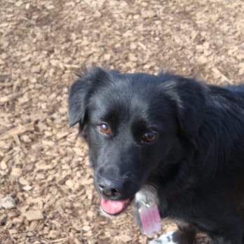 Centennial Dog Park - Missy Marley, Bethany & Michael's owners. - Dog Parks Near Me - Nashville, Tennessee Centennial Dog Park - Missy Marley, Bethany & Michael's owners. - Dog Parks Near Me - Nashville, Tennessee