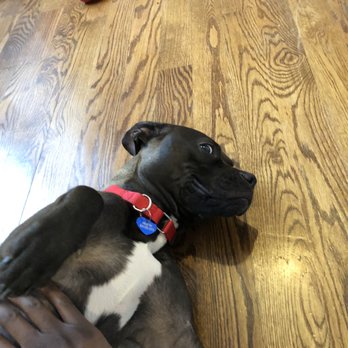 Lifeline Animal Project - Sayso gets a belly rub - Animal Shelters Near Me - Atlanta, Georgia Lifeline Animal Project - Sayso gets a belly rub - Animal Shelters Near Me - Atlanta, Georgia