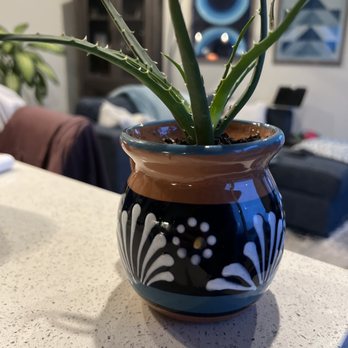 Redbud Garden Center - Hedgehog aloe plant - Nurseries & Gardening Near Me - Aurora, Colorado Redbud Garden Center - Hedgehog aloe plant - Nurseries & Gardening Near Me - Aurora, Colorado