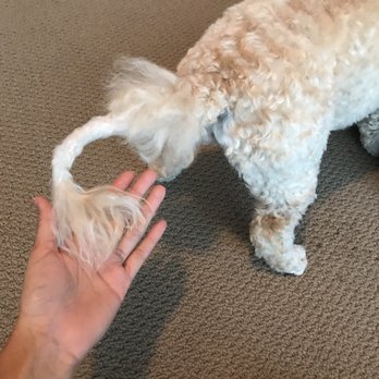 PetSuites Roswell - Did the groomer really look at my dog and think "oh they'll love a half chopped half bald tail?" They could've left knots if there were any! - Pet Groomers Near Me - Roswell, Georgia PetSuites Roswell - Did the groomer really look at my dog and think "oh they'll love a half chopped half bald tail?" They could've left knots if there were any! - Pet Groomers Near Me - Roswell, Georgia