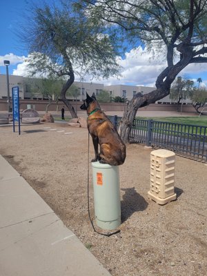 Training dogs - Just some dogs I’ve trained. Pictures don’t do them justice Training dogs - Just some dogs I’ve trained. Pictures don’t do them justice