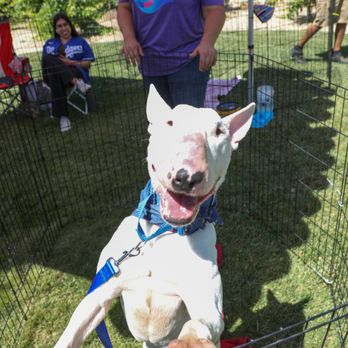 Wiens Cellars - Adoptable Marvin had such a great day playing with his ball on the lovely grass at Wien's. - Wine Tasting Room Near Me - Temecula, California