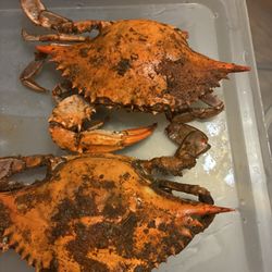 Captain Jim's Crabs - Supposed to be large females