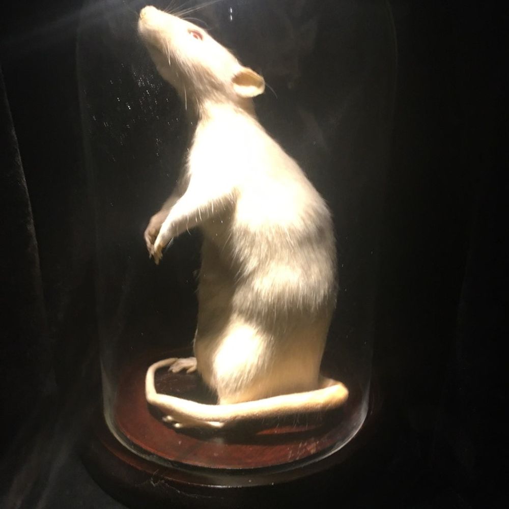 Center for PostNatural History - Museums Near Me - Pittsburgh, Pennsylvania