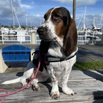 Dinner Key Marina - Ripley the Basset Hound - Marinas Near Me - Miami, Florida Dinner Key Marina - Ripley the Basset Hound - Marinas Near Me - Miami, Florida