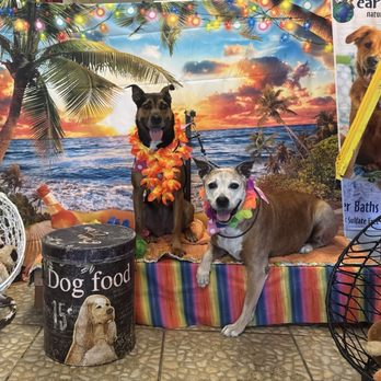 Pet's Plaza Grooming - Hula and Hapa after a great spa day at PetPlaza - Pet Groomers Near Me - Westminster, California