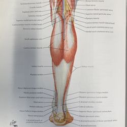 O'Hara Family Chiropractic - The yellow nerve here is part of the sciatic nerve. Annoy it upstream and this is where it ends up.