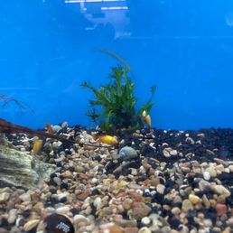Dead fish on plant in the rear of the photo