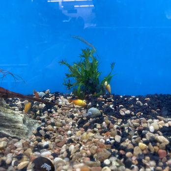 PetSmart - Dead fish on plant in the rear of the photo - Pet Training Near Me - Denver, Colorado