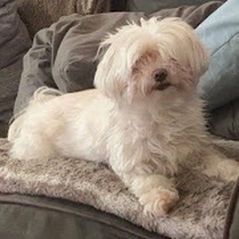 Rockacres Veterinary Hospital - We lost her 1/22/25 and Dr.Sheri gave us all the time to say see you later. - Veterinarians Near Me - Manlius, New York Rockacres Veterinary Hospital - We lost her 1/22/25 and Dr.Sheri gave us all the time to say see you later. - Veterinarians Near Me - Manlius, New York