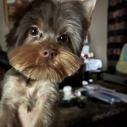 Paw's Grooming - Arlo at 6 months old