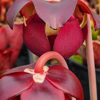 Booman Floral - Sarracenia purpurea flowers - Nurseries & Gardening Near Me - Vista, California Booman Floral - Sarracenia purpurea flowers - Nurseries & Gardening Near Me - Vista, California
