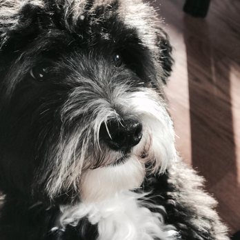Canine Perfection - Pet Groomers Near Me - Lake Oswego, Oregon