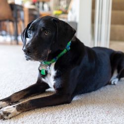 Last Day Dog Rescue