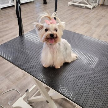 Paw Salon and Spa - Miss Kiko - Pet Groomers Near Me Paw Salon and Spa - Miss Kiko - Pet Groomers Near Me