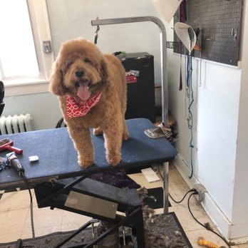 Scruffy n cuddly - Pet Groomers Near Me Scruffy n cuddly - Pet Groomers Near Me