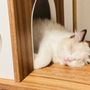 Photo of Vegas Strong Ragdolls Cattery