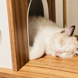Vegas Strong Ragdolls Cattery