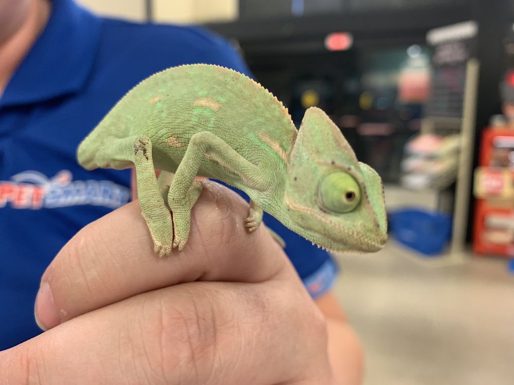 anole petsmart