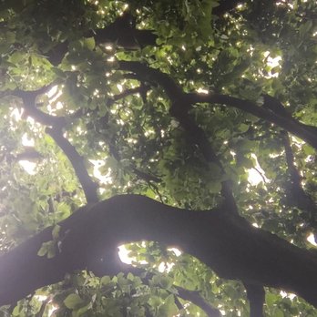 Hyde Park - This tree grew with branches growing towards he ground. Rather interesting! - Parks Near Me