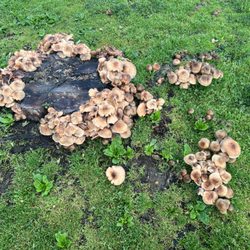 Just Sharing some Mycelium love.