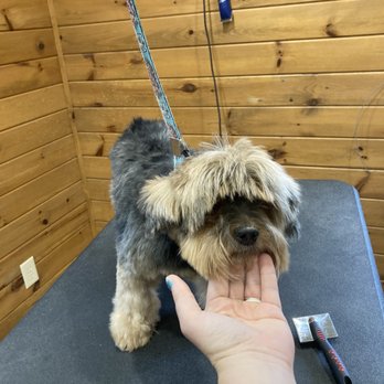 K-9 Meadows Boarding and Spa - What a sweet baby before and after - Pet Boarding Near Me - Glenville, North Carolina K-9 Meadows Boarding and Spa - What a sweet baby before and after - Pet Boarding Near Me - Glenville, North Carolina