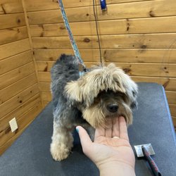 K-9 Meadows Boarding and Spa - What a sweet baby before and after