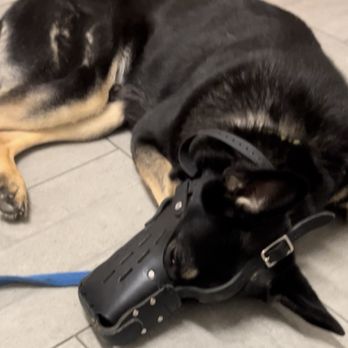 VEG ER for Pets - My muzzled dog under 2 dosages of anesthesia that this hospital was not able to service. Said he's too aggressive and may bite. - Emergency Pet Hospital Near Me - Pikesville, Maryland VEG ER for Pets - My muzzled dog under 2 dosages of anesthesia that this hospital was not able to service. Said he's too aggressive and may bite. - Emergency Pet Hospital Near Me - Pikesville, Maryland