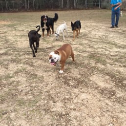 The big backyard that all dogs get to play and enjoy. There's even an obstacle course at the other end! The big backyard that all dogs get to play and enjoy. There's even an obstacle course at the other end!