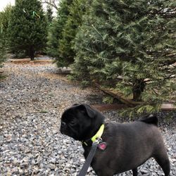 Jablonski Landscaping & Maintenance