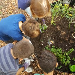Olive Crest Academy - Working in our Horticulture Therapy Gardens.