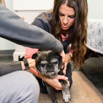 Serenity Holistic Vet - Tanker receiving a chiropractic adjustment for his spine to be in alignment so he can move properly and his body can have optimal function. - Holistic Animal Care Near Me - Murrieta, California Serenity Holistic Vet - Tanker receiving a chiropractic adjustment for his spine to be in alignment so he can move properly and his body can have optimal function. - Holistic Animal Care Near Me - Murrieta, California