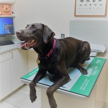 Marathon Veterinary Hospital, A Thrive Pet Healthcare Partner - Veterinarians Near Me - Marathon, Florida Marathon Veterinary Hospital, A Thrive Pet Healthcare Partner - Veterinarians Near Me - Marathon, Florida