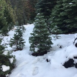 Great looking trees.. Great looking trees..
