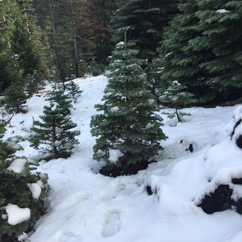 Snowy Peaks Farm - Great looking trees.. - Christmas Trees Near Me - Foresthill, California Snowy Peaks Farm - Great looking trees.. - Christmas Trees Near Me - Foresthill, California