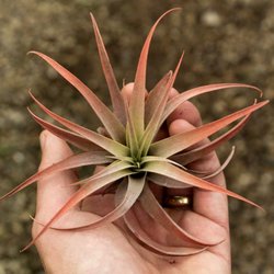 Seguin Gardens & Gifts - Capitata peach enhanced tillandsia (air plant)