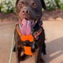 Photo of The Dog Wizard Greenville