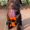 The Dog Wizard Greenville gift card