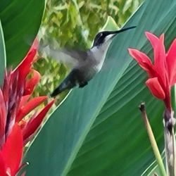 Bourbon Ridge Retreat - Hummingbirds enjoying the beautiful flowers