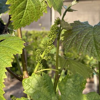Ponte Winery - Wineries Near Me - Temecula, California