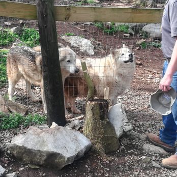 Kentucky Down Under Adventure Zoo - Mick & the wolves - Zoos Near Me - Horse Cave, Kentucky Kentucky Down Under Adventure Zoo - Mick & the wolves - Zoos Near Me - Horse Cave, Kentucky
