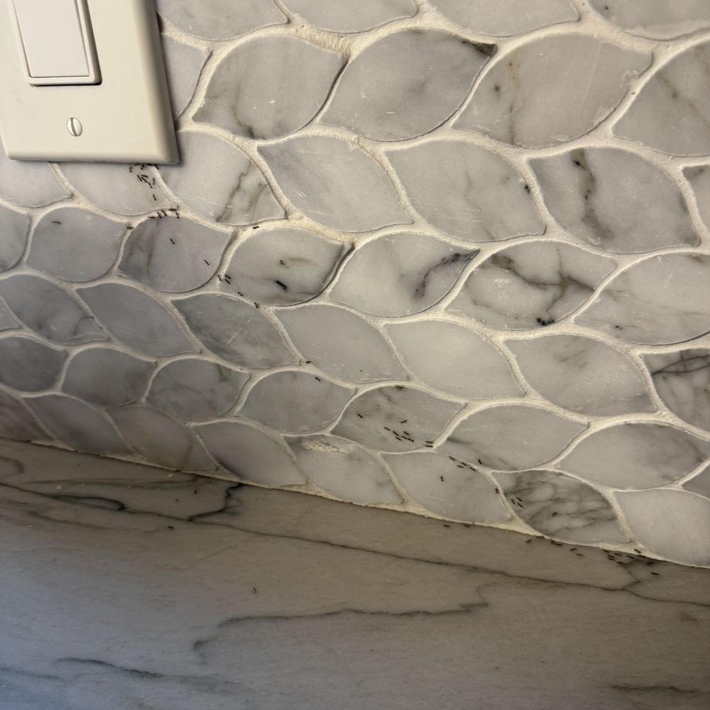 Marbella Lane - Ants visible on the kitchen backsplash near the light switch - Property Management Near Me - Newport Beach, California Marbella Lane - Ants visible on the kitchen backsplash near the light switch - Property Management Near Me - Newport Beach, California