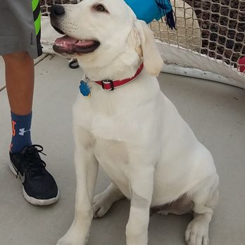 It's Only Love Dog Training - Graduation day! - Pet Training Near Me It's Only Love Dog Training - Graduation day! - Pet Training Near Me