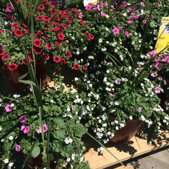 Digger O'Dell Nurseries - Nurseries & Gardening Near Me - Arlington, Tennessee Digger O'Dell Nurseries - Nurseries & Gardening Near Me - Arlington, Tennessee