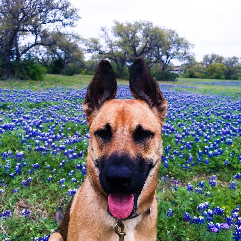 Veterinary Surgical Solutions - Stella blue - Veterinarians Near Me - Austin, Texas Veterinary Surgical Solutions - Stella blue - Veterinarians Near Me - Austin, Texas