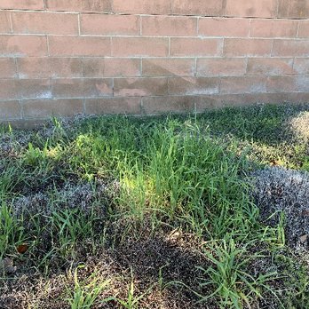 Gomez Landscape & Tree Care - Month old growth - Tree Services Near Me - Thousand Oaks, California Gomez Landscape & Tree Care - Month old growth - Tree Services Near Me - Thousand Oaks, California