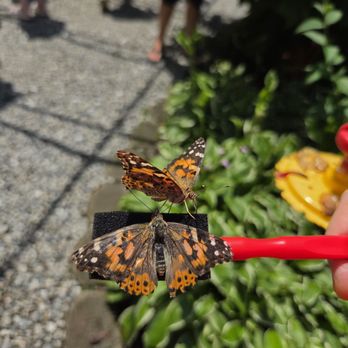 All A Flutter - Pet Breeders Near Me - High Point, North Carolina