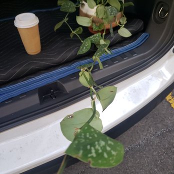 Plantoem - Cafes Near Me - Honolulu, Hawaii Plantoem - Cafes Near Me - Honolulu, Hawaii
