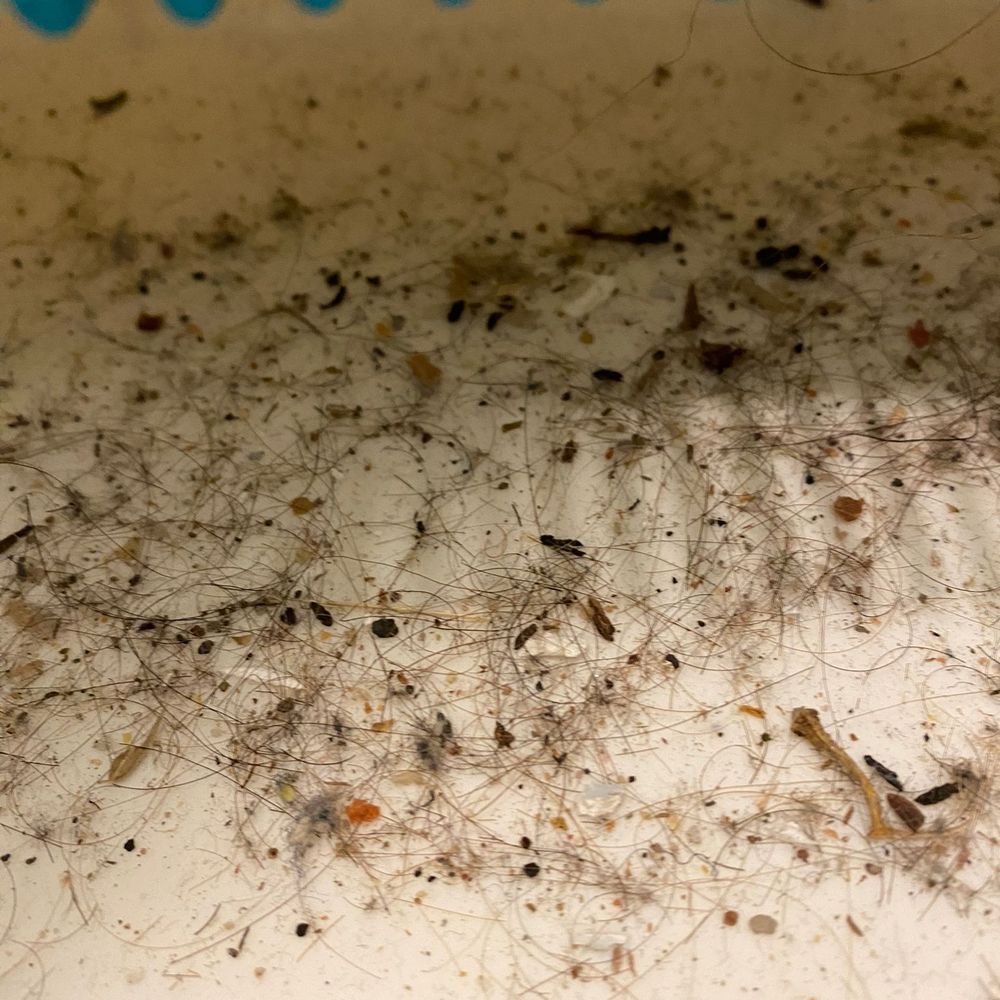 On the Spot Pest Control - Nasty miles. Everything handled professionally By Edwin. Thanks - Pest Control Near Me On the Spot Pest Control - Nasty miles. Everything handled professionally By Edwin. Thanks - Pest Control Near Me